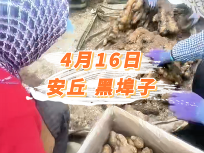 4月16日 安丘黑埠子价格行情 ()