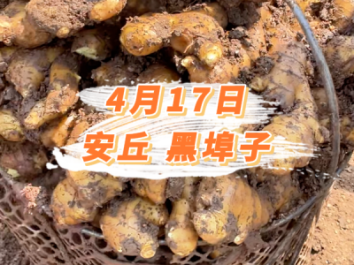 4月17日 安丘黑埠子价格行情 ()
