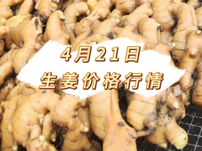 4月21日 生姜价格行情 ()