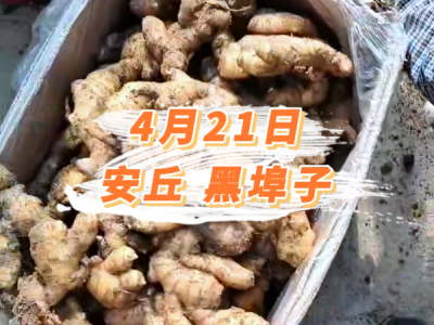 4月21日 安丘黑埠子价格行情 ()
