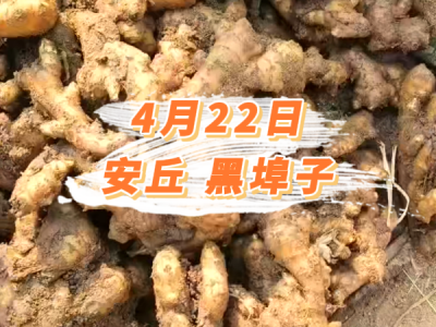 4月22日 安丘黑埠子价格行情 ()