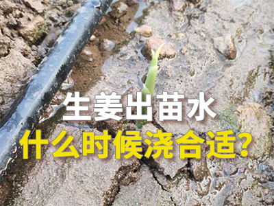 生姜出苗水什么时候浇合适？ ()