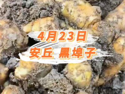 4月23日 安丘黑埠子价格行情 ()