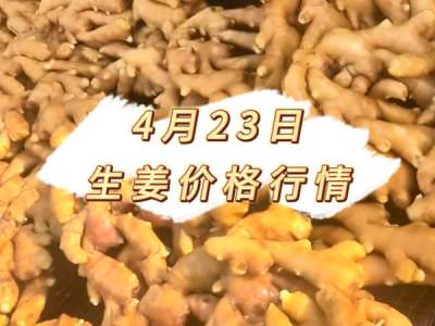 4月23日 生姜价格行情 ()