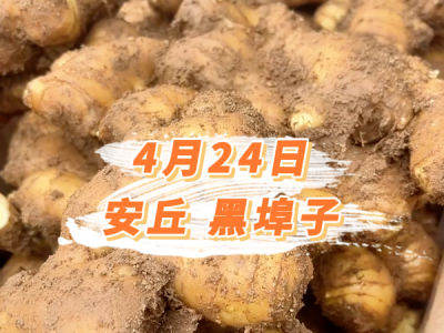 4月24日 安丘黑埠子价格行情 ()