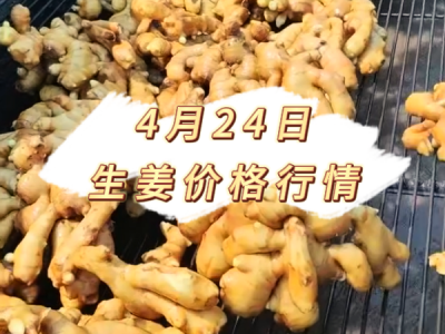 4月24日 生姜价格行情 ()