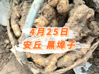 4月25日 安丘黑埠子价格行情 ()