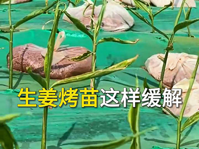 生姜烤苗这样缓解 ()