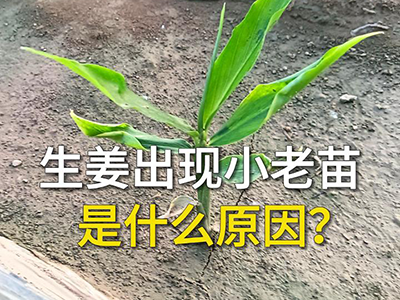 生姜出现小老苗是什么原因？ ()