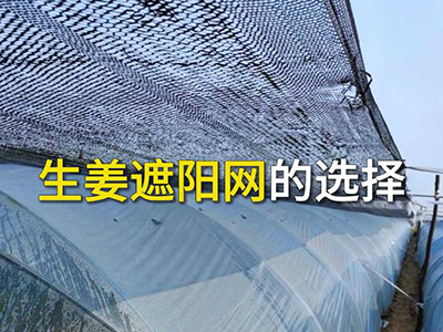 生姜遮阳网的选择 ()