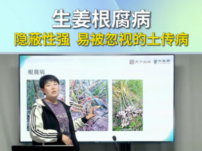 生姜根腐病隐蔽性强易被忽视的土传病 ()