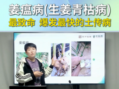 姜瘟病（生姜青枯病）最致命爆发最快的土传病 ()