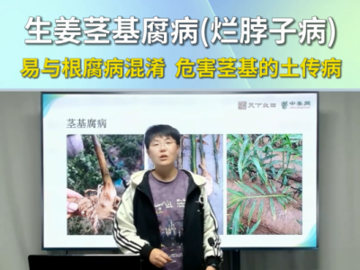 生姜茎基腐病(烂脖子病)易与根腐病混淆危害茎基的土传病 ()