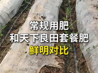 常规用肥和天下良田套餐肥鲜明对比 ()