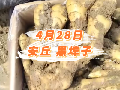 4月28日 安丘黑埠子价格行情 ()