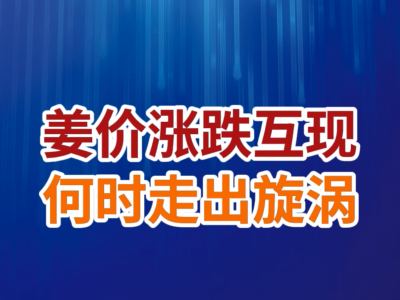 老石说姜：姜价涨跌互现 何时走出旋涡 ()
