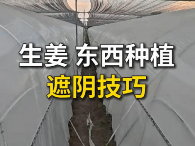 生姜东西种植遮阴技巧 ()