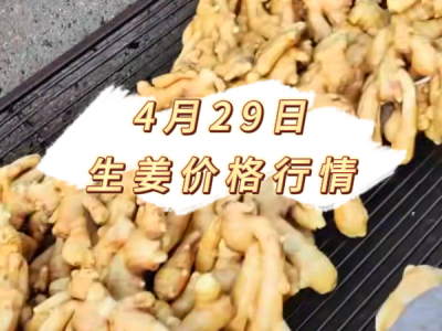4月29日 生姜价格行情 ()