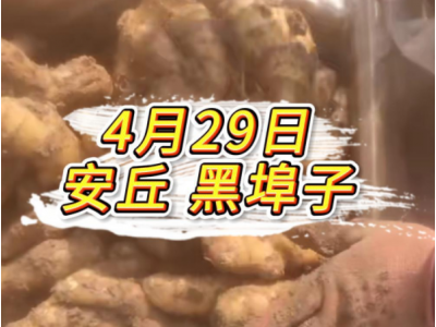 4月29日 安丘黑埠子价格行情 ()