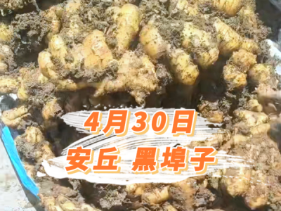 4月30日 安丘黑埠子价格行情 ()