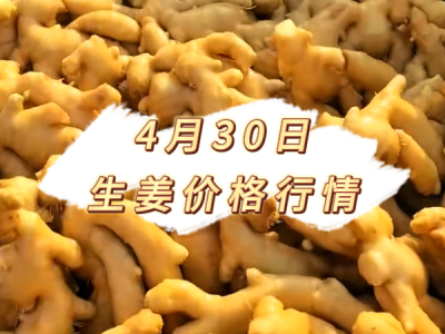 4月30日 生姜价格行情 ()