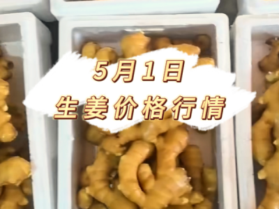 5月1日 生姜价格行情 ()