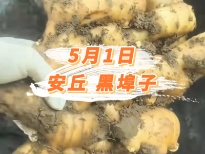 5月1日 安丘黑埠子价格行情 ()