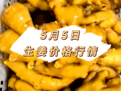 5月5日 生姜价格行情 ()