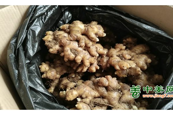 五一姜市调研：出货承压，节后行情静待调整 ()