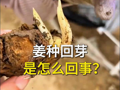 姜种回芽是怎么回事？ ()