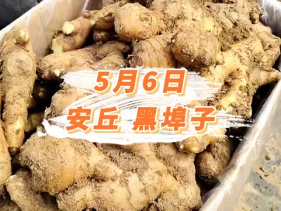 5月6日 安丘黑埠子价格行情 ()