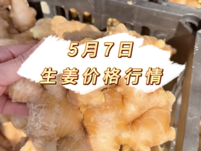 5月7日 生姜价格行情 ()