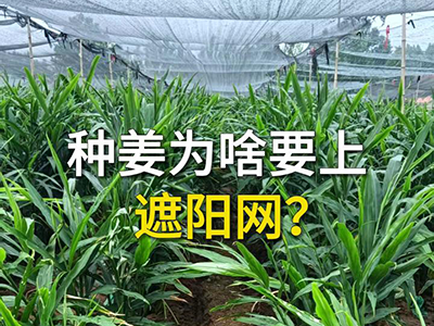 种姜为啥要上遮阳网？ ()