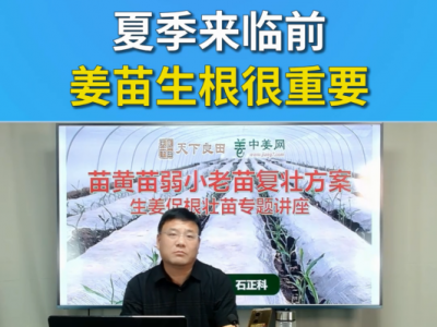 夏季来临前姜苗生根很重要 ()