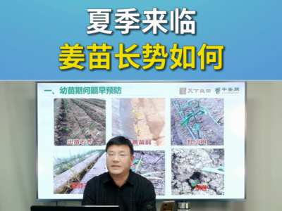 夏季来临姜苗长势如何？ ()