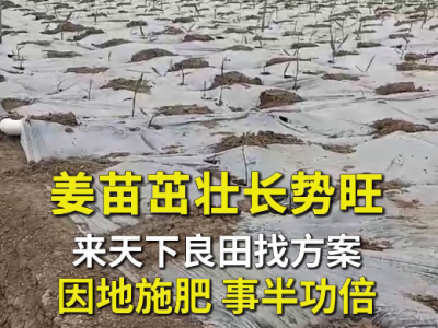 姜苗茁壮长势旺来天下良田找方案因地施肥 事半功倍 ()