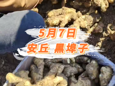 5月7日 安丘黑埠子价格行情 ()