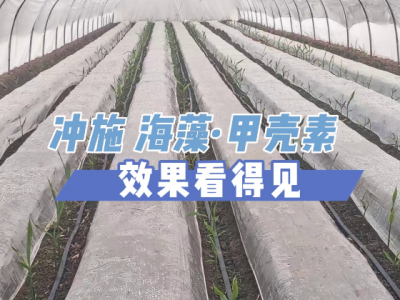 冲施海藻·甲壳素效果看得见 ()
