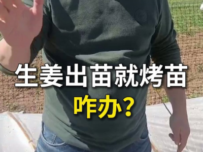生姜出苗就烤苗咋办？ ()