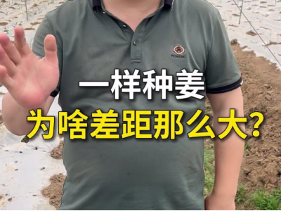 一样种姜为啥差距那么大？ ()