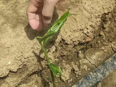 生姜扎小辫的几个原因 ()