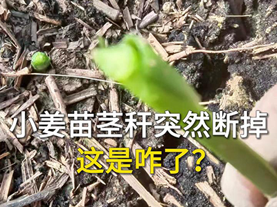 小姜苗茎秆突然断掉这是咋了？ ()