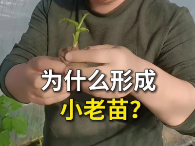 为什么形成小老苗？ ()