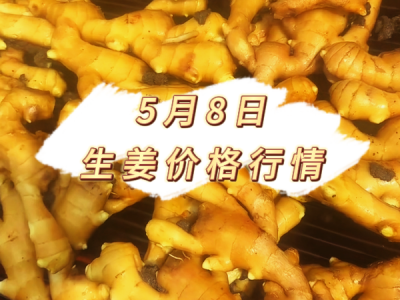 5月8日 生姜价格行情 ()