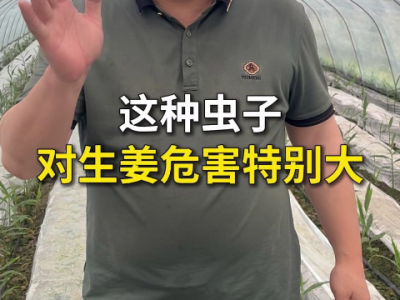 这种虫子对生姜危害特别大 ()