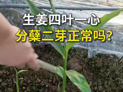 生姜四叶一心分蘖二芽正常吗？ ()