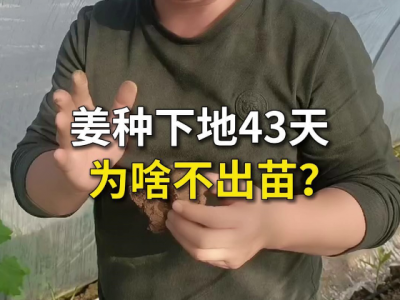 姜种下地43天为啥不出苗？ ()