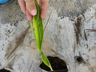苗期姜棵黄化 缺素问题要重视 ()