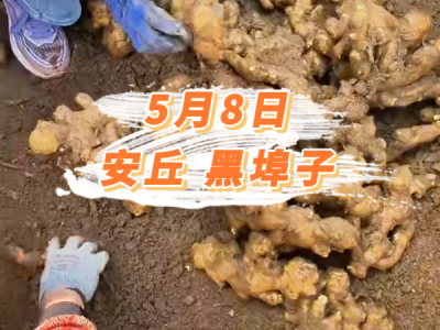 5月8日 安丘黑埠子价格行情 ()