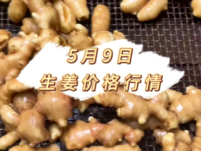 5月9日 生姜价格行情 ()